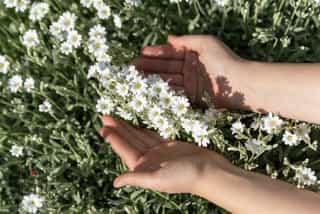 Poza cu flori din gradina