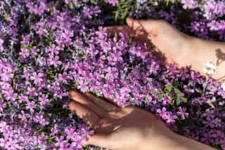 Gradina cu lavanda